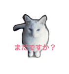 とのちゃんのスタンプ（個別スタンプ：1）
