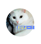 とのちゃんのスタンプ（個別スタンプ：2）