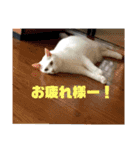 とのちゃんのスタンプ（個別スタンプ：5）