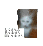 とのちゃんのスタンプ（個別スタンプ：7）