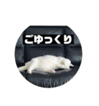 とのちゃんのスタンプ（個別スタンプ：8）
