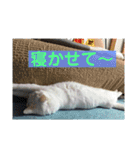 とのちゃんのスタンプ（個別スタンプ：16）