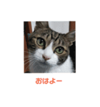 おかか（個別スタンプ：1）
