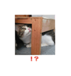 おかか（個別スタンプ：6）