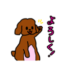 おしゃべりトイプードル（個別スタンプ：1）