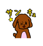 おしゃべりトイプードル（個別スタンプ：3）