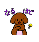 おしゃべりトイプードル（個別スタンプ：24）