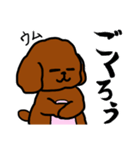 おしゃべりトイプードル（個別スタンプ：31）
