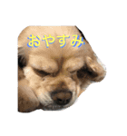 アメコカ＆バーニーズ（個別スタンプ：4）