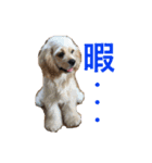 アメコカ＆バーニーズ（個別スタンプ：7）