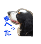 アメコカ＆バーニーズ（個別スタンプ：15）