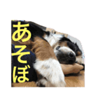 アメコカ＆バーニーズ（個別スタンプ：16）
