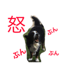 アメコカ＆バーニーズ（個別スタンプ：17）