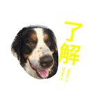 アメコカ＆バーニーズ（個別スタンプ：22）