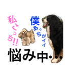 アメコカ＆バーニーズ（個別スタンプ：23）