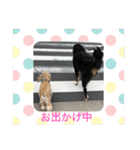 アメコカ＆バーニーズ（個別スタンプ：24）