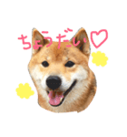 柴犬ボス（個別スタンプ：1）