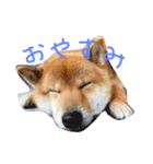 柴犬ボス（個別スタンプ：2）
