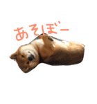 柴犬ボス（個別スタンプ：3）
