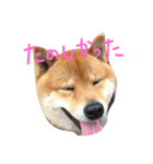 柴犬ボス（個別スタンプ：4）