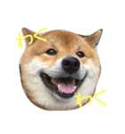 柴犬ボス（個別スタンプ：5）