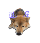 柴犬ボス（個別スタンプ：6）
