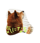 柴犬ボス（個別スタンプ：7）