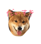 柴犬ボス（個別スタンプ：8）