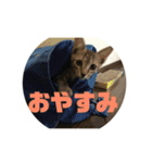 動物スタンプ❗️（個別スタンプ：3）