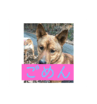 動物スタンプ❗️（個別スタンプ：6）