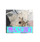 動物スタンプ❗️（個別スタンプ：7）