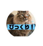 動物スタンプ❗️（個別スタンプ：8）