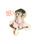 ノエル カワカワ（個別スタンプ：1）