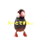 シンプルな文鳥（個別スタンプ：1）