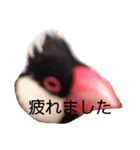 シンプルな文鳥（個別スタンプ：2）
