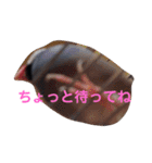 シンプルな文鳥（個別スタンプ：4）