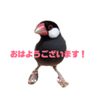 シンプルな文鳥（個別スタンプ：6）