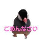 シンプルな文鳥（個別スタンプ：7）