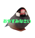 シンプルな文鳥（個別スタンプ：8）