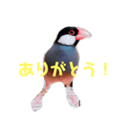 シンプルな文鳥（個別スタンプ：9）