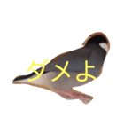 シンプルな文鳥（個別スタンプ：10）