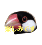 シンプルな文鳥（個別スタンプ：12）