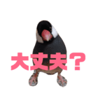 シンプルな文鳥（個別スタンプ：13）