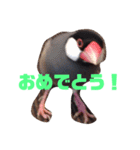 シンプルな文鳥（個別スタンプ：15）