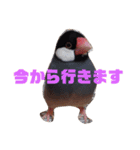 シンプルな文鳥（個別スタンプ：16）