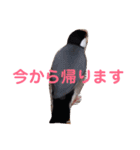 シンプルな文鳥（個別スタンプ：17）