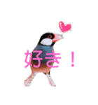 シンプルな文鳥（個別スタンプ：19）