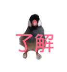 シンプルな文鳥（個別スタンプ：20）