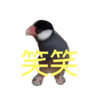 シンプルな文鳥（個別スタンプ：21）