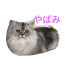 みさろん（個別スタンプ：5）